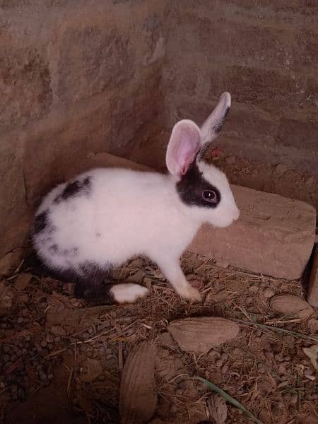 4 rabbit for sale 2 baby 3 month age & 2 parents 1