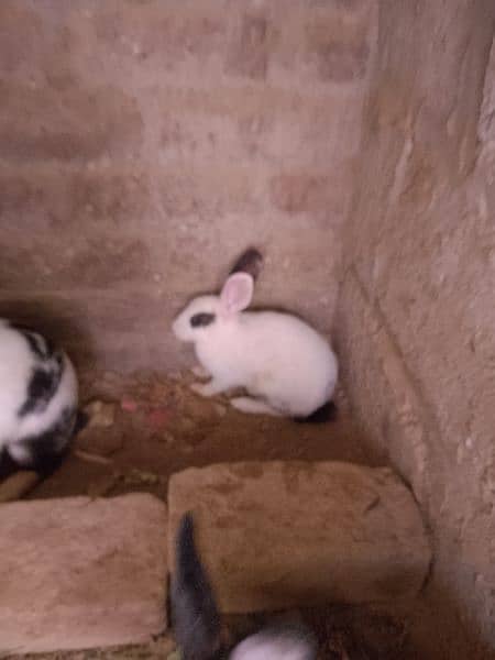 4 rabbit for sale 2 baby 3 month age & 2 parents 2