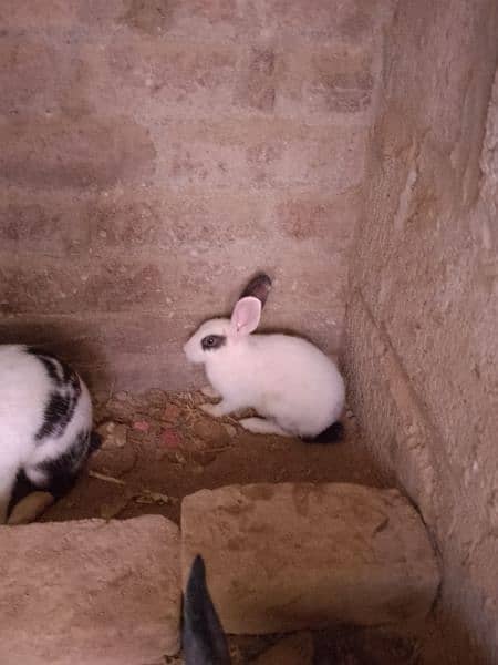 4 rabbit for sale 2 baby 3 month age & 2 parents 3