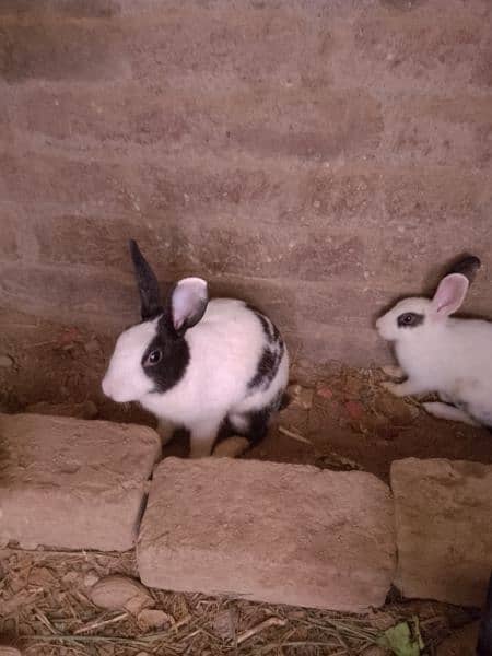 4 rabbit for sale 2 baby 3 month age & 2 parents 4