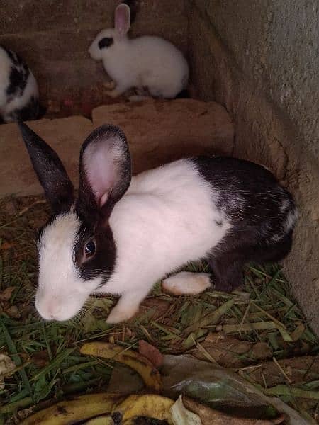 4 rabbit for sale 2 baby 3 month age & 2 parents 5