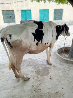 Holstein Fresion Cow For Sell call0/3/2/3/6/8/1/0/3/4/7/