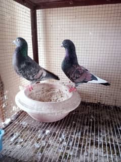 Charry Pigeon Breeder Pair