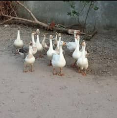 bilkul jawan white ducks