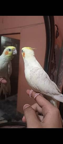 Handtame Male And Eno Perl Female Pair For Sale With Cage