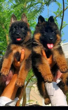 German shepherd long puppies