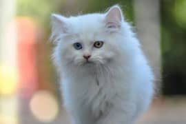 White Persian Dragon Eyes Tripple Cotted Female