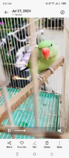 rad parrot for sale ha male ha full and time ha