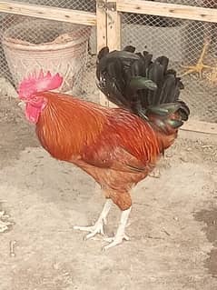 misrii hens