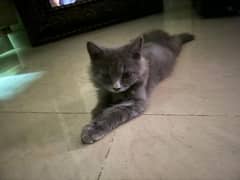 persain kitten  2 And half month triple coated grey