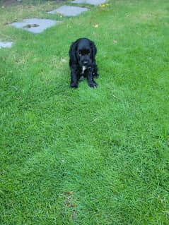 Field Spaniel puppies available for sale - vaccinated