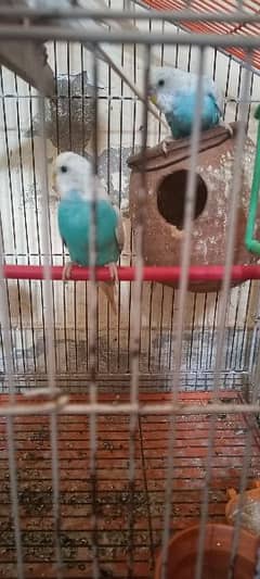 Australian parrots in blue & white