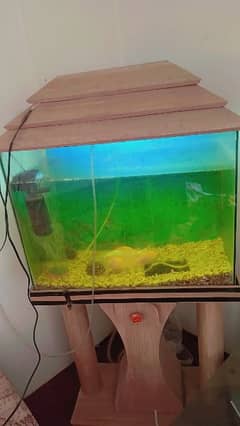 2ft fish aquarium with 4 scarf Fish urgent sale need Money