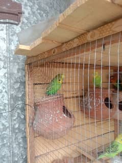 1pair Australian parrot