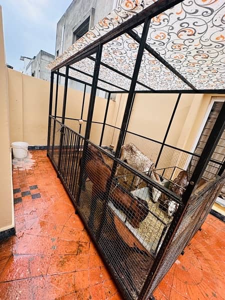 Big cage for Goats and Dogs 5