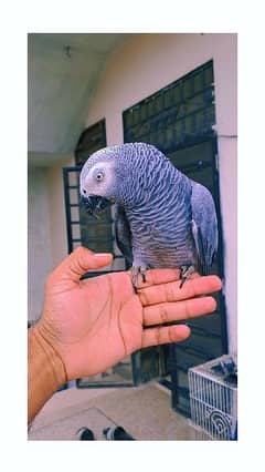 African grey Talking Paroot