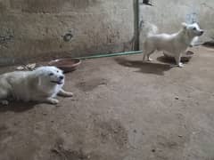 Russian Dog Pair For sale