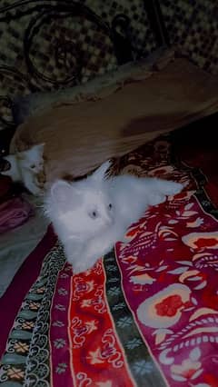 Persian cat baby full white