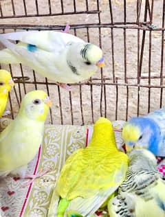 budgie parrots mix colours and pair come only serious buyer's