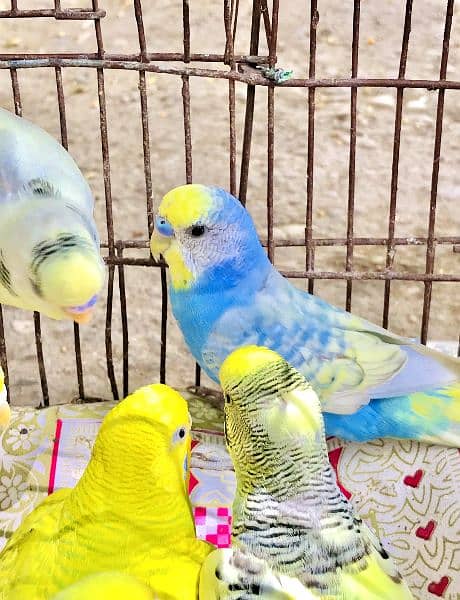 budgie parrots mix colours and pair come only serious buyer's 1