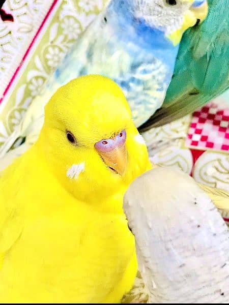 budgie parrots mix colours and pair come only serious buyer's 2