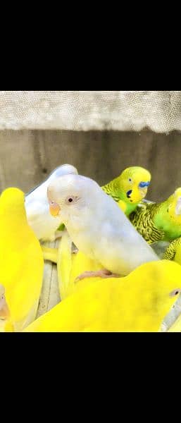 budgie parrots mix colours and pair come only serious buyer's 5