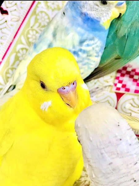 budgie parrots mix colours and pair come only serious buyer's 6