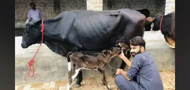Pure walati cross Cow