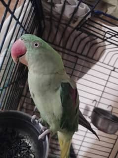 Female Raw Parrot