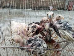 6 aseel chicks for sale 2.5 months age