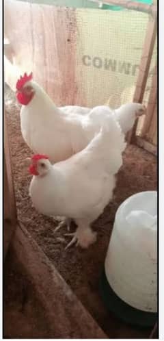 Golden and White Havey Buff Chicks Are Available