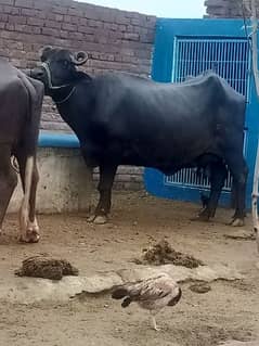 buffalo taza soe hui