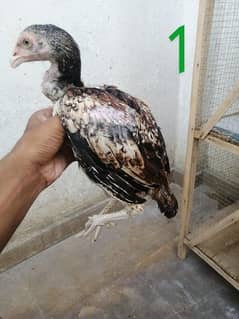 aseel chicks available in Multan