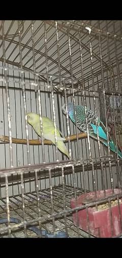 Red eye Black eye mix budgies and fisher pair