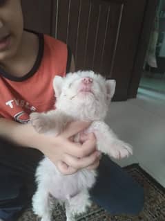 Russian Dog For Sale / Pink Nose Russian Puppy