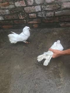 Pigeon for sell lucky double takk