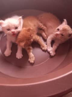 3 Persian kittens 1month age