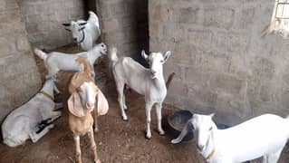 Goats for sales (Lot)