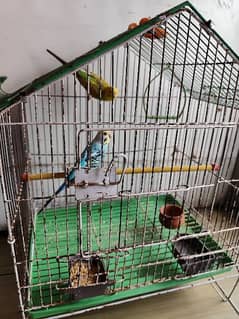 Australian Budgie parrot with cage for sale