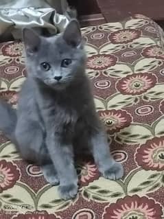 male female Persian kitten