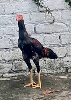 Hen