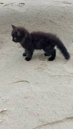 Persian cat kitten female