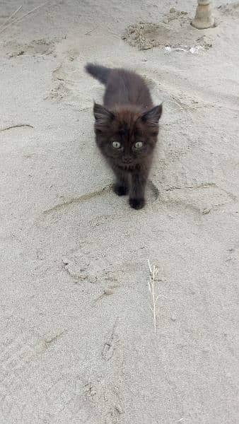 Persian cat kitten female 1