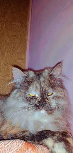 Purebred Persian Cat for Sale - Fluffy and Friendly!