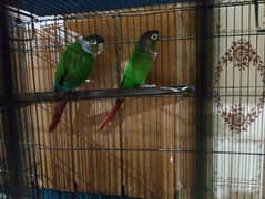 Green cheek conure pair with dna