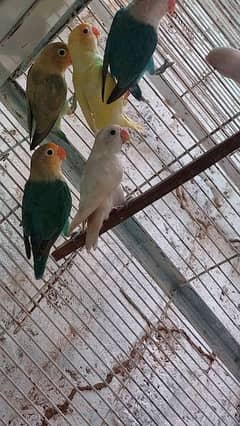 love Birds Breeder pair or ready to breed pair