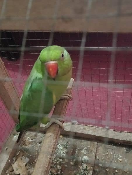 green parrot female 0