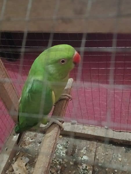 green parrot female 1