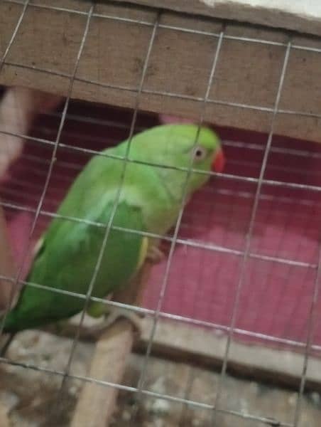 green parrot female 2