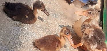 Duckling for sale 0